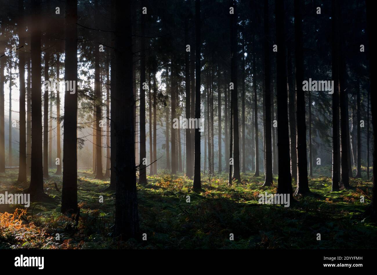 Foresta da favola: Raggi del sole nella foresta di pini scuri Foto Stock