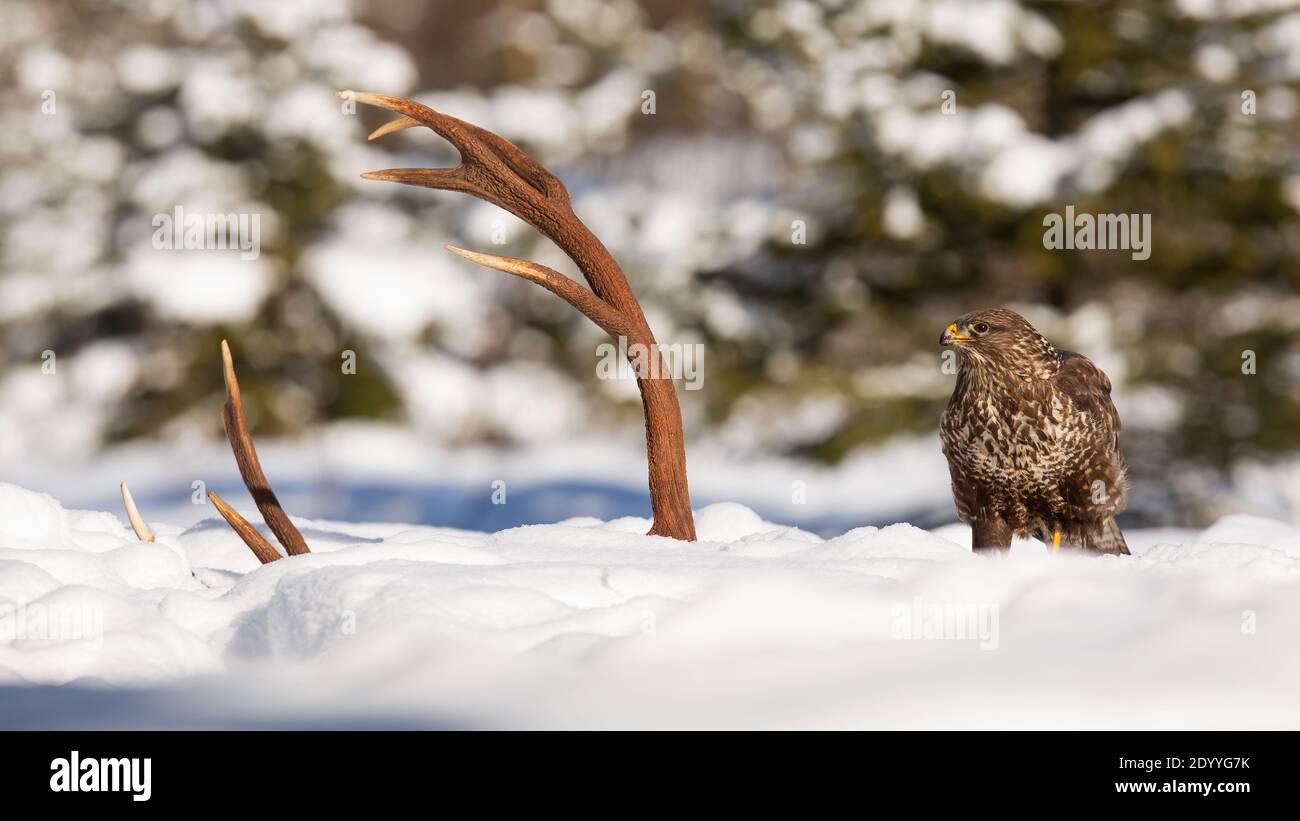 Ronzio comune seduto accanto a antlers in inverno Foto Stock