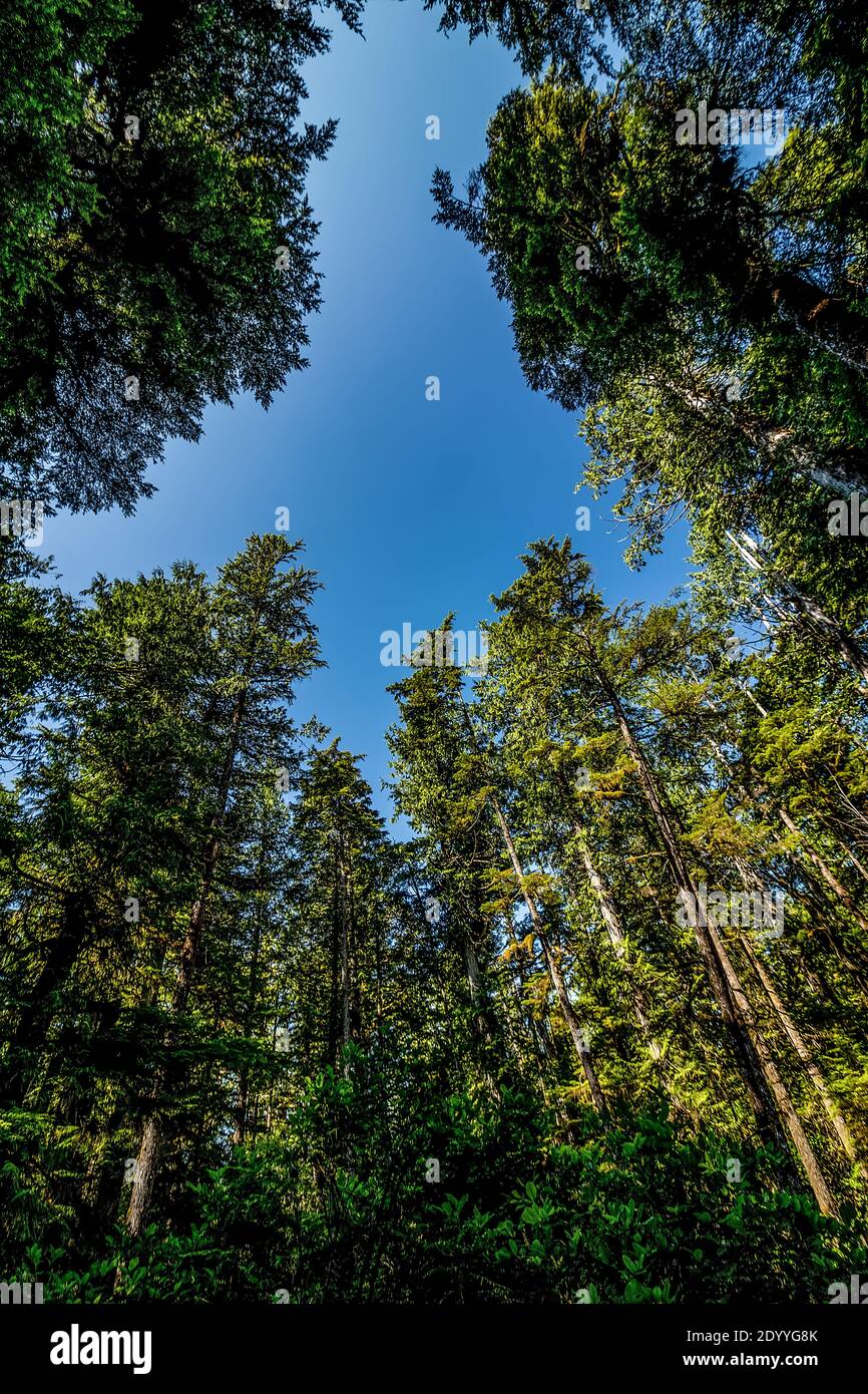 Riunione degli alti membri della comunità - Pacific Rim pioggia foresta, BC, Canada. Le foreste pluviali dell'isola di Vancouver tra Ucluelet e TOF Foto Stock
