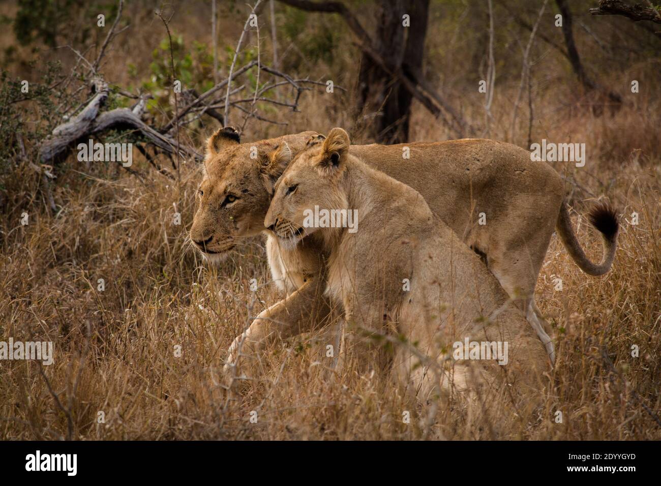 Due cuccioli di leone che giocano nel cespuglio a Kruger National Parcheggio Foto Stock