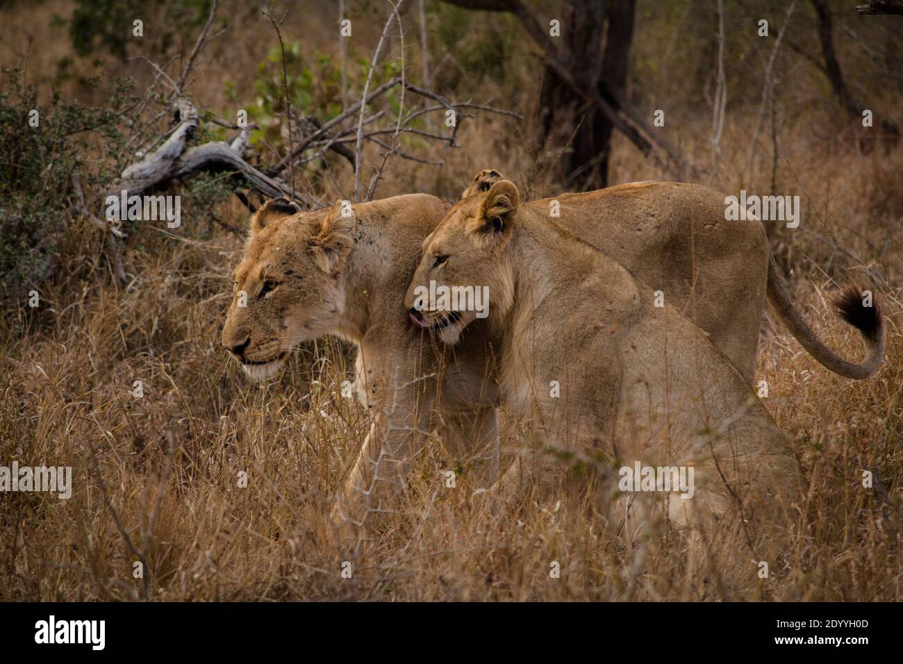 Due cuccioli di leone che giocano nel cespuglio in Sud Africa Foto Stock