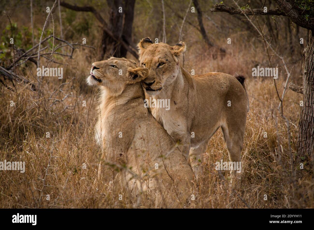 Due cuccioli di leone che giocano nel cespuglio in Sud Africa Foto Stock
