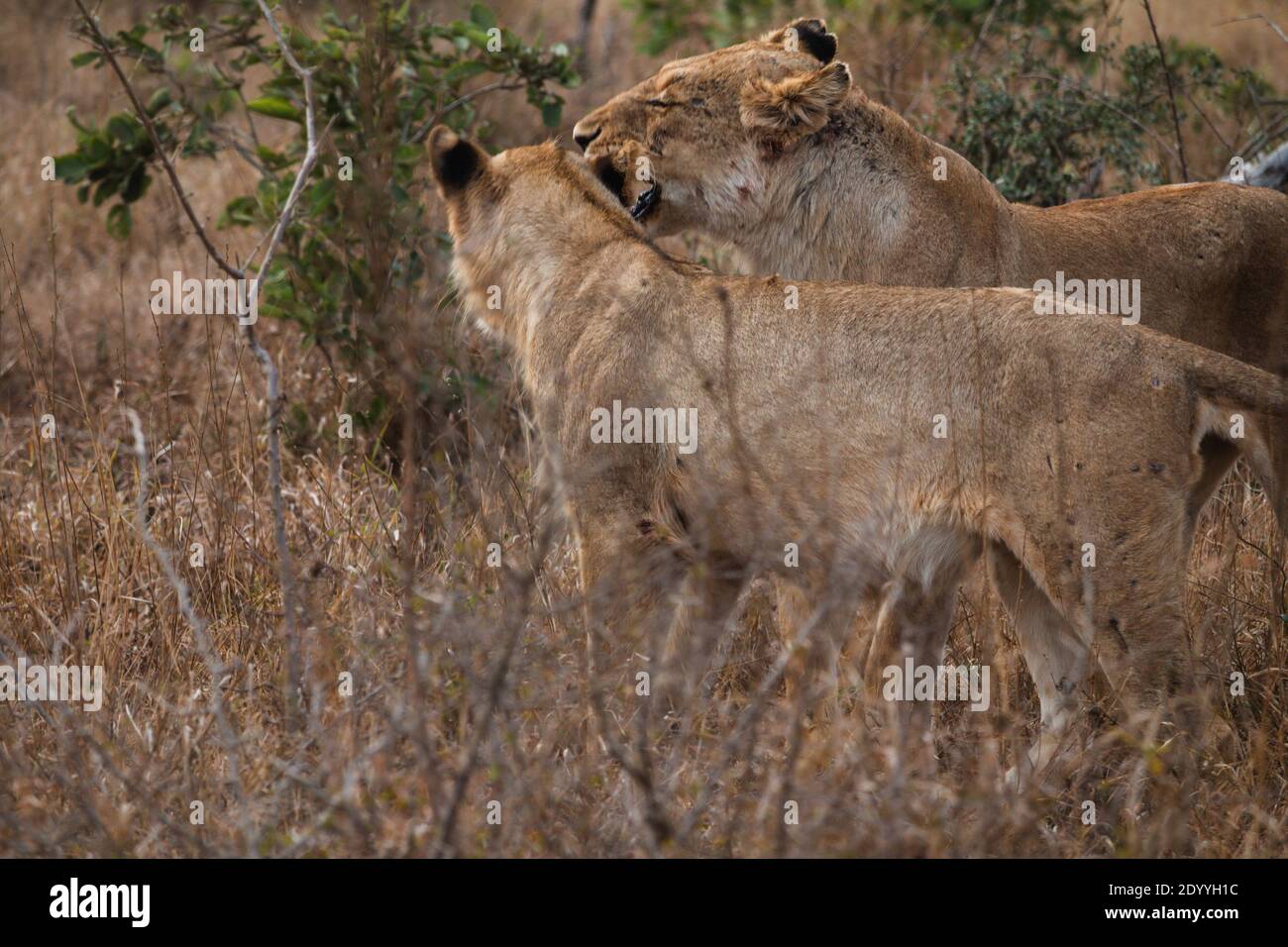 Due cuccioli di leone che giocano nel cespuglio in Sud Africa Foto Stock