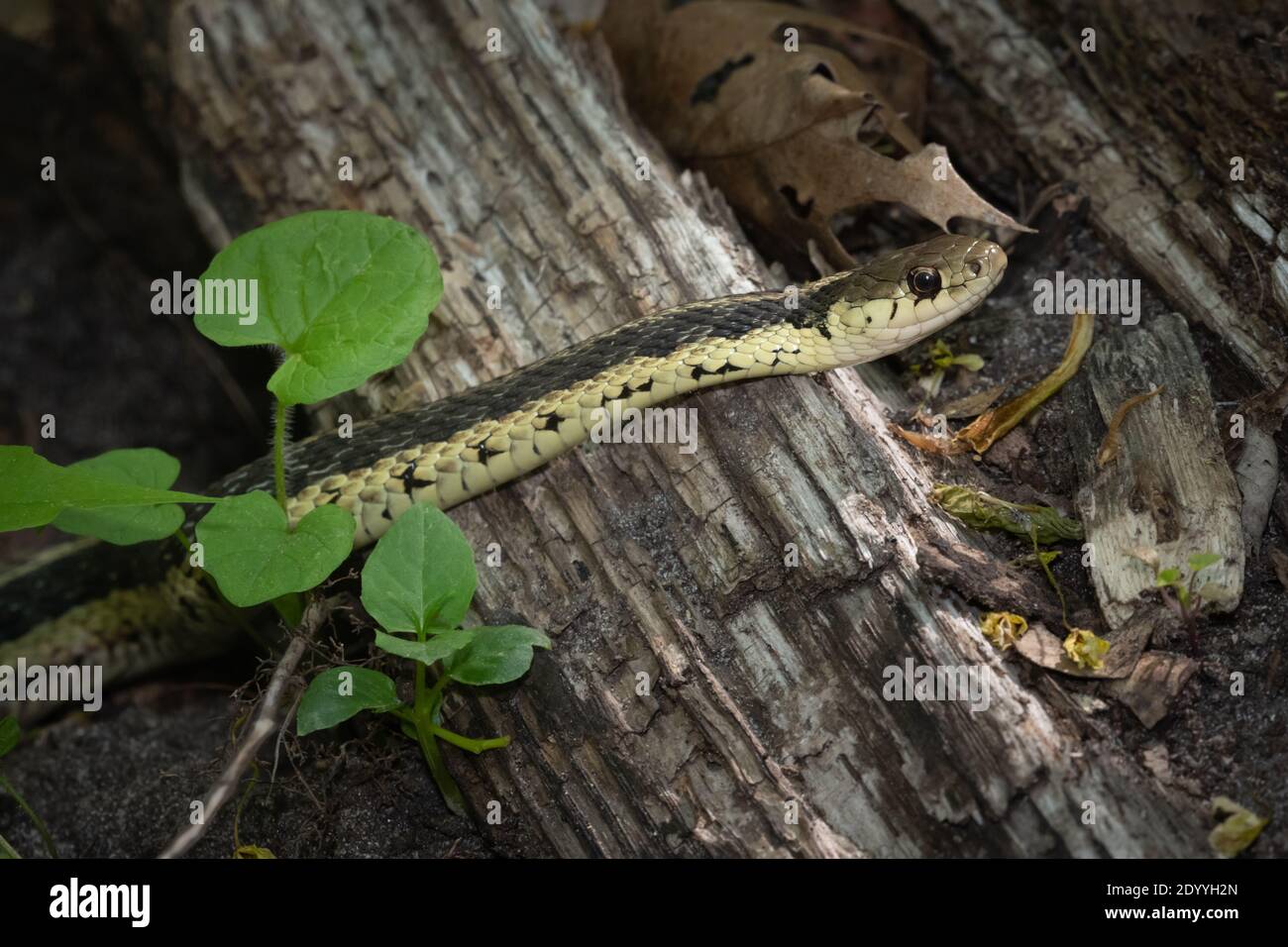 Un serpente orientale del Garter cerca un pasto nel Ravine di Glen Stewart nel quartiere di Upper Beaches di Toronto, Ontario. Foto Stock