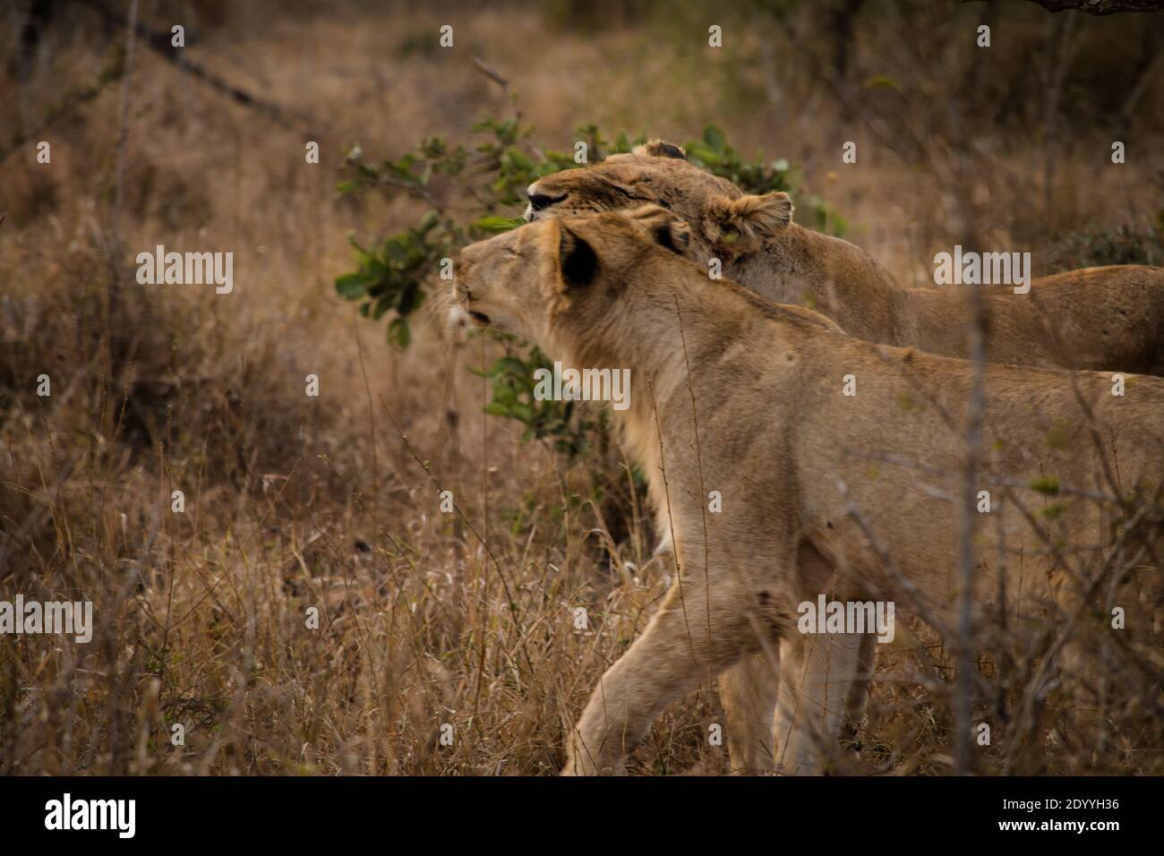 Due cuccioli di leone che giocano nel cespuglio a Kruger National Parcheggio Foto Stock