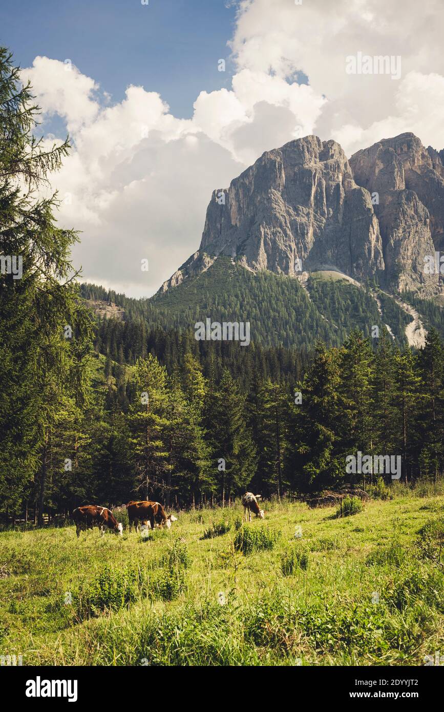 Mucche pascolano nella Valle Campillola di fronte alle pareti rocciose della Somamunt nel gruppo Puez-Odle del Dolimoten, Alto Adige, Italia Foto Stock