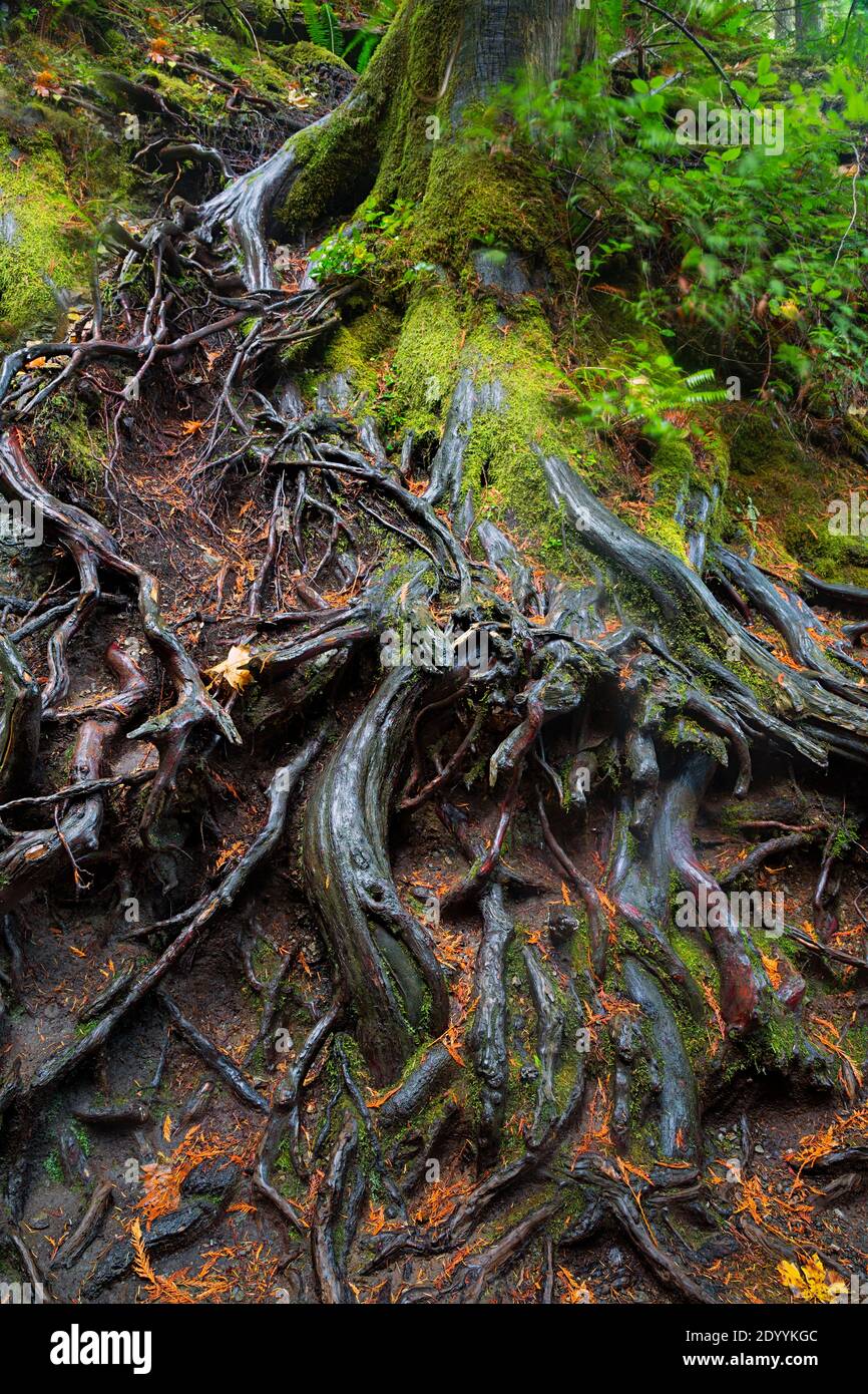 WA18928-00...WASHINGTON - radici esposte lungo il sentiero per il Marybere Falls Trail nell'Olympic National Park. Foto Stock