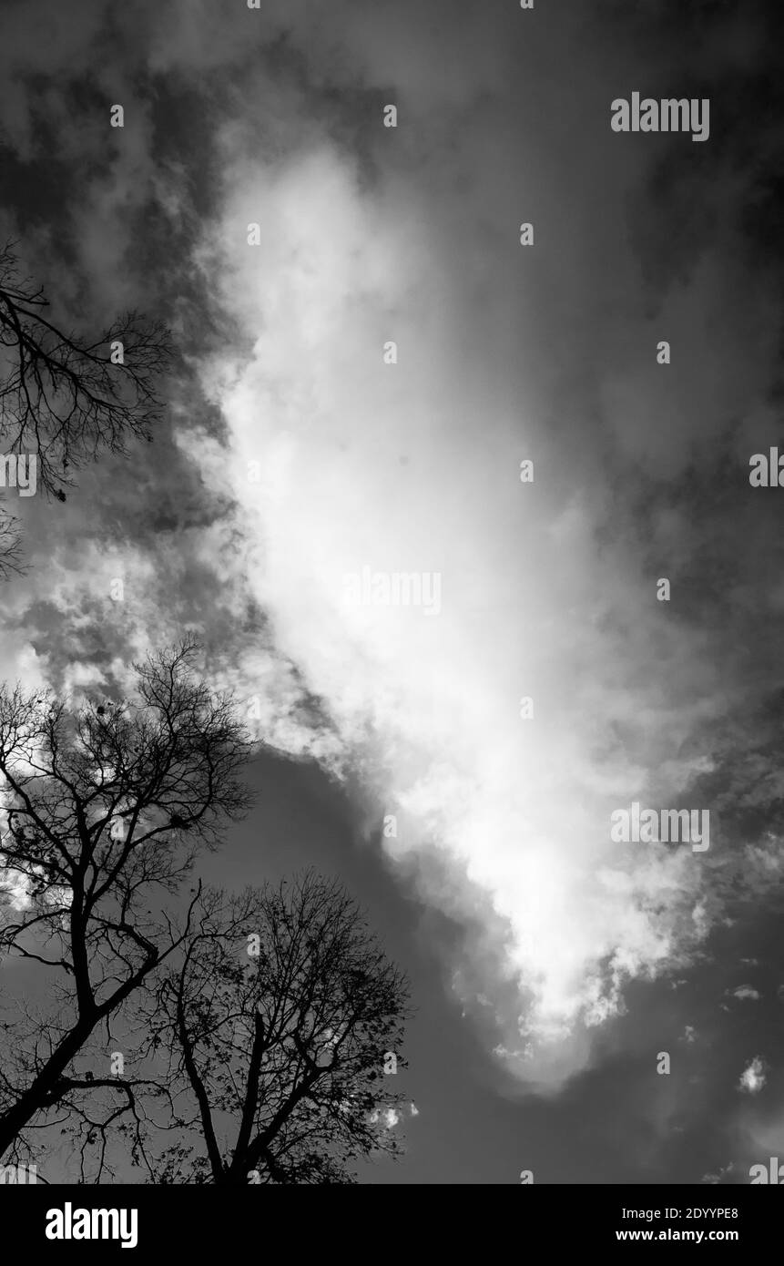 Una nuvola verticale e alberi con contrasto elevato , in versione in bianco e nero Foto Stock