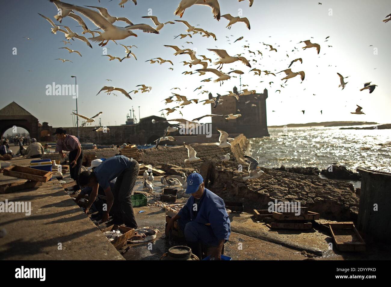 Pescatore al porto di Essaouira, costa atlantica, Marocco, Nord Africa, Africa Foto Stock