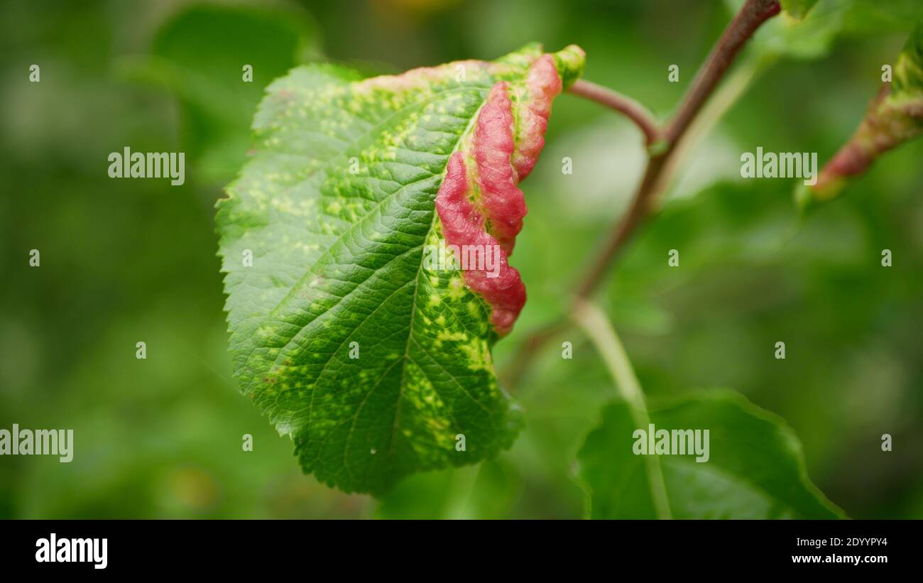 Rosa mela aphid galline rossastro-grigio foglia Dysaphis plantaginea parassita malato insetto causa malattia di perdita di coltura Malus. Diminuzione delle foglie di frutta Foto Stock