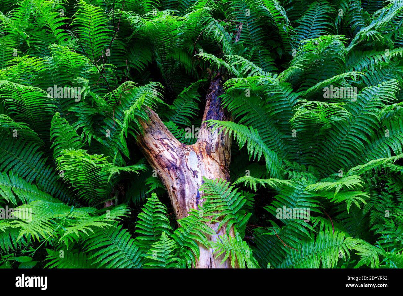 Grandi felci vicino alla diga e castello Kriebstein, legno della morte coperto di felce, sassonia, Germania Foto Stock