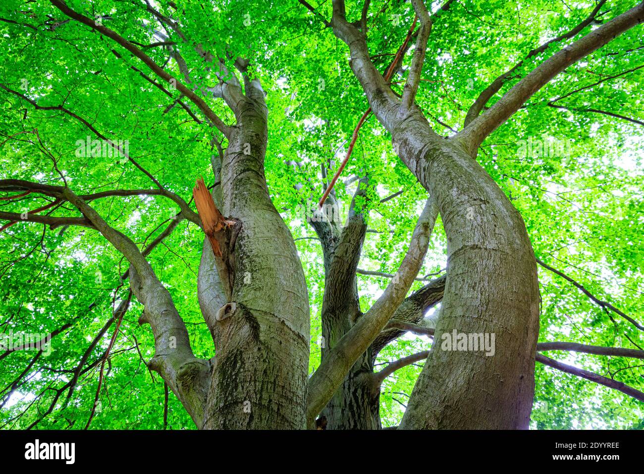 Potente faggio albero con enormi rami verso il cielo, rododendro parco kromlau, sassonia, germania Foto Stock