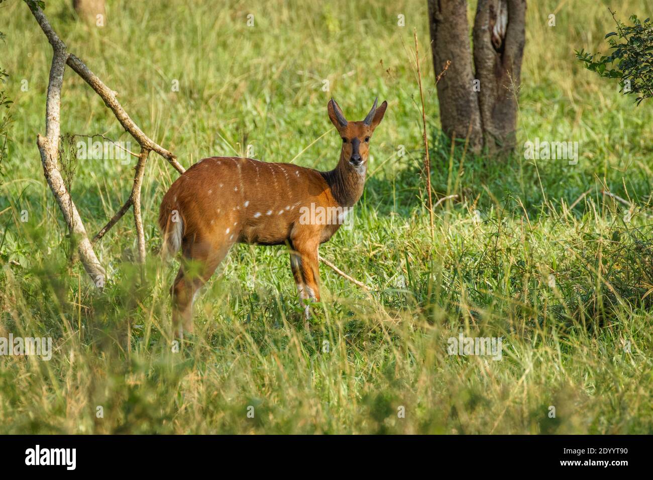 Male Cape Bushbuck ( Tragelaphus scriptus), Parco Nazionale del Lago Mburo, Uganda. Foto Stock