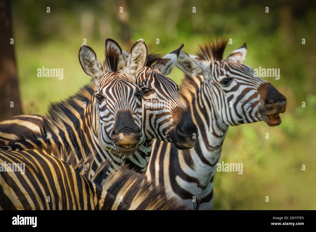 Mandria di pianure zebra, equus quagga, equus burchellii, zebra comune, Parco Nazionale del Lago Mburo, Uganda. Foto Stock