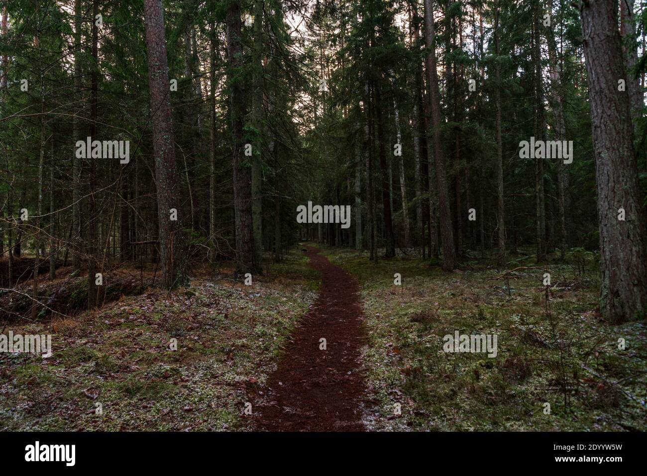 il sentiero forestale tra gli alberi in inverno conduce attraverso gli spessi scuri della foresta Foto Stock