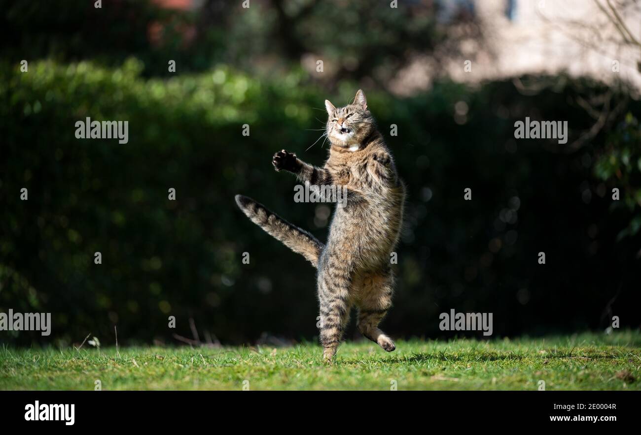 divertente tabby nazionale shorthair gatto saltando in aria outdoors nel gioco del cortile posteriore Foto Stock