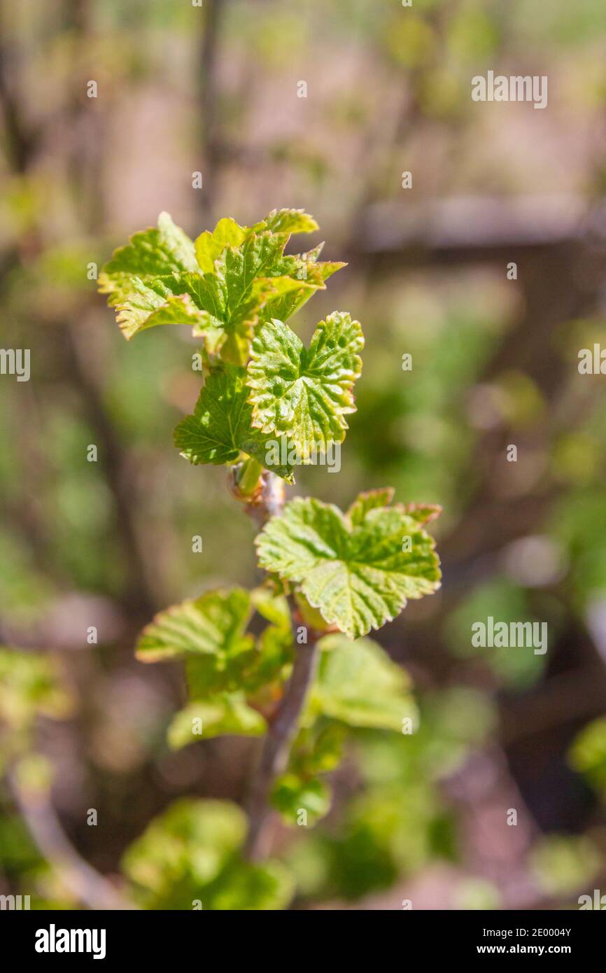 Il ribes nero Bush diventa verde in primavera nel giardino Foto Stock