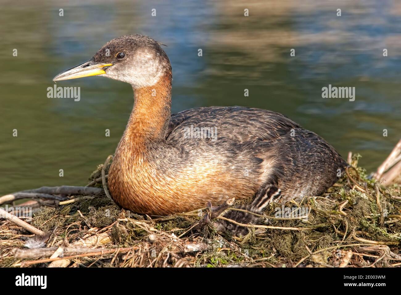 Vista di Grebe dal collo rosso, Podiceps grisegena, nidificazione adulti e giovani Foto Stock