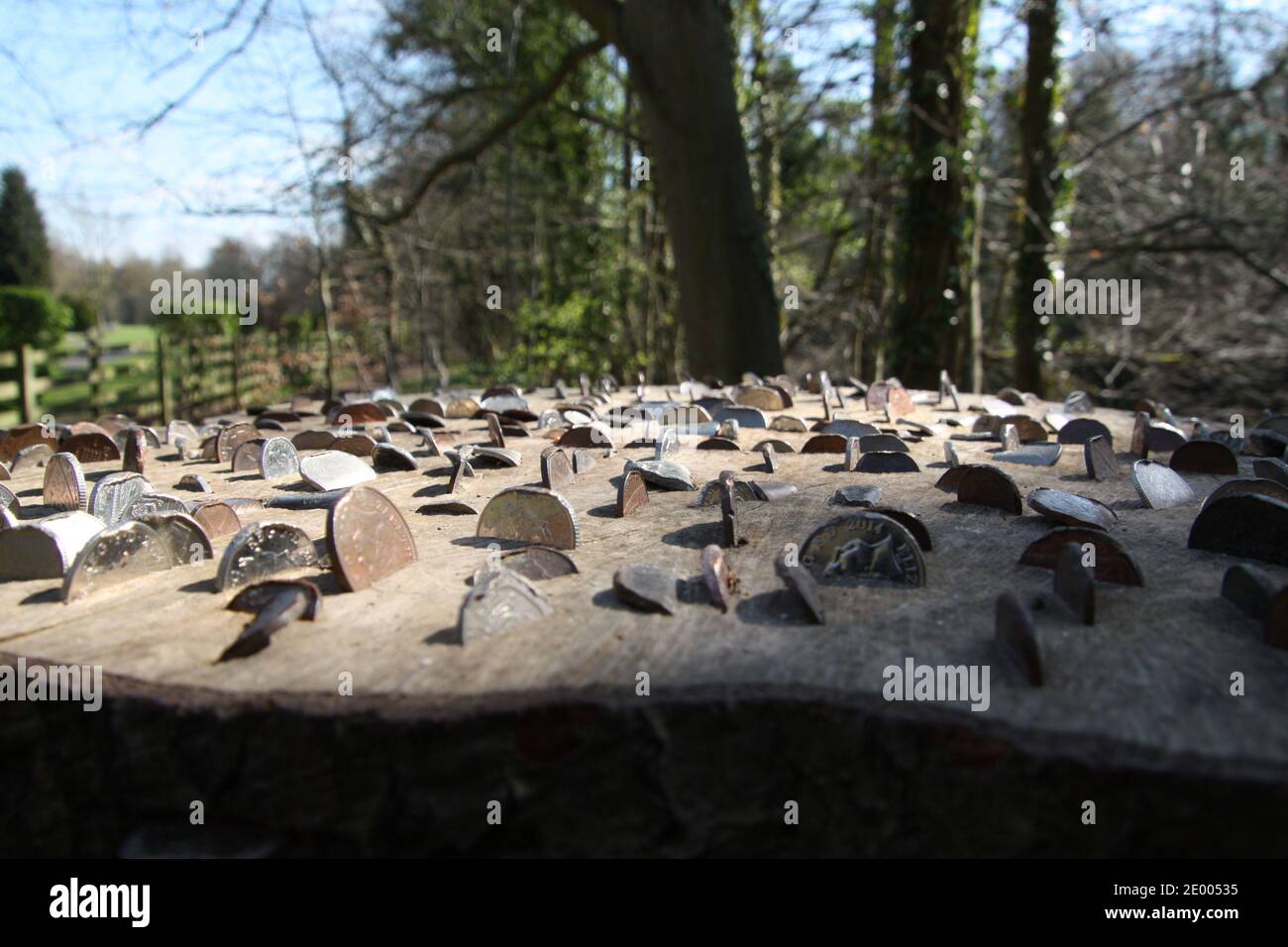 Monete spinte in un tronco di albero possibilmente per buona fortuna A Richmond Yorkshire Foto Stock