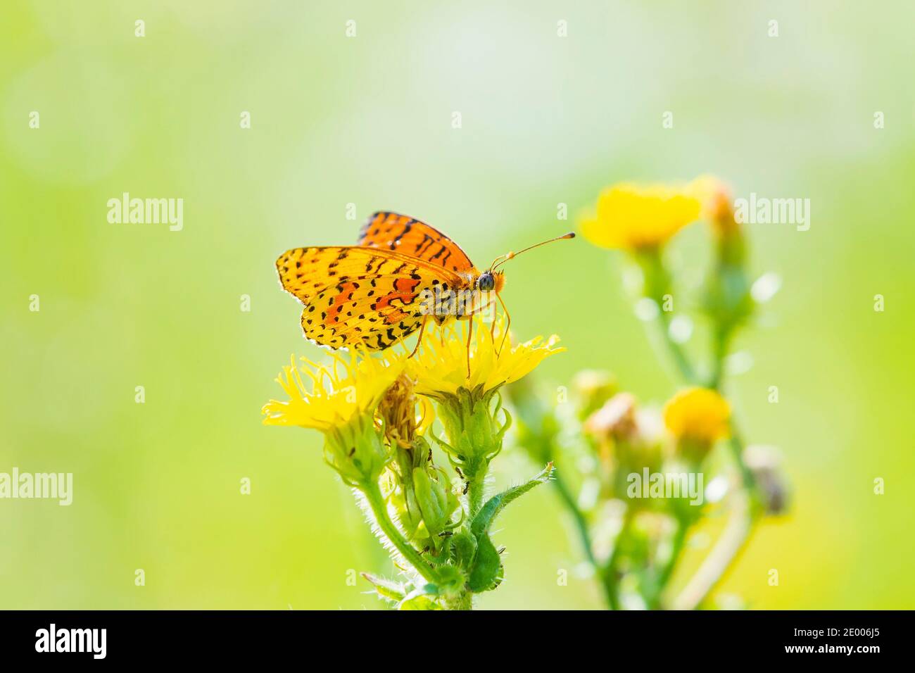 Melitaea didyma, Red-band fritillary o spotted farfalla fritillary che si nutrono di fiori in un colorato prato verde Foto Stock