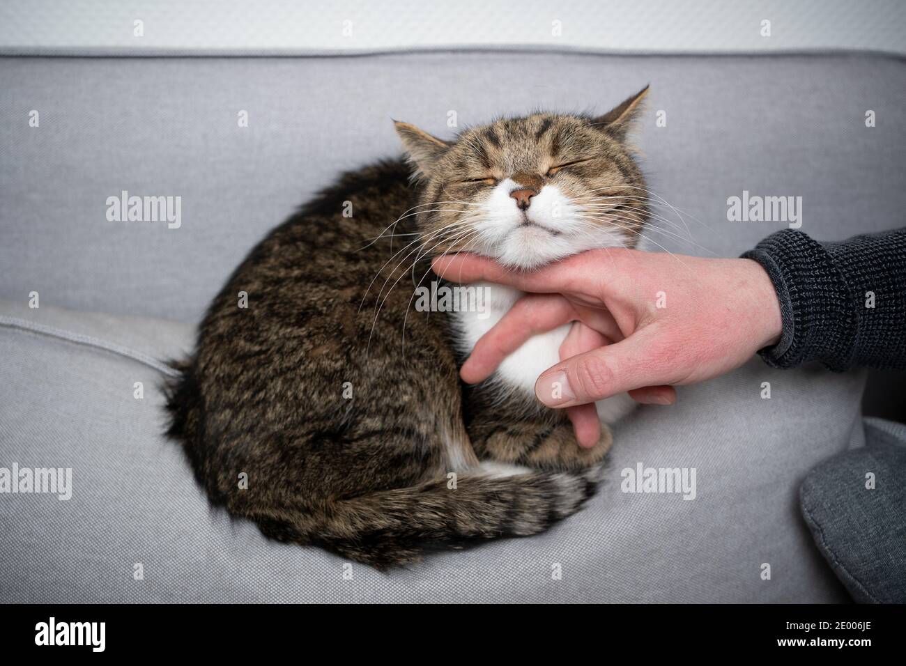 tabby gatto shorthair britannico bianco che riposa sul divano che viene stropato sotto il mento Foto Stock