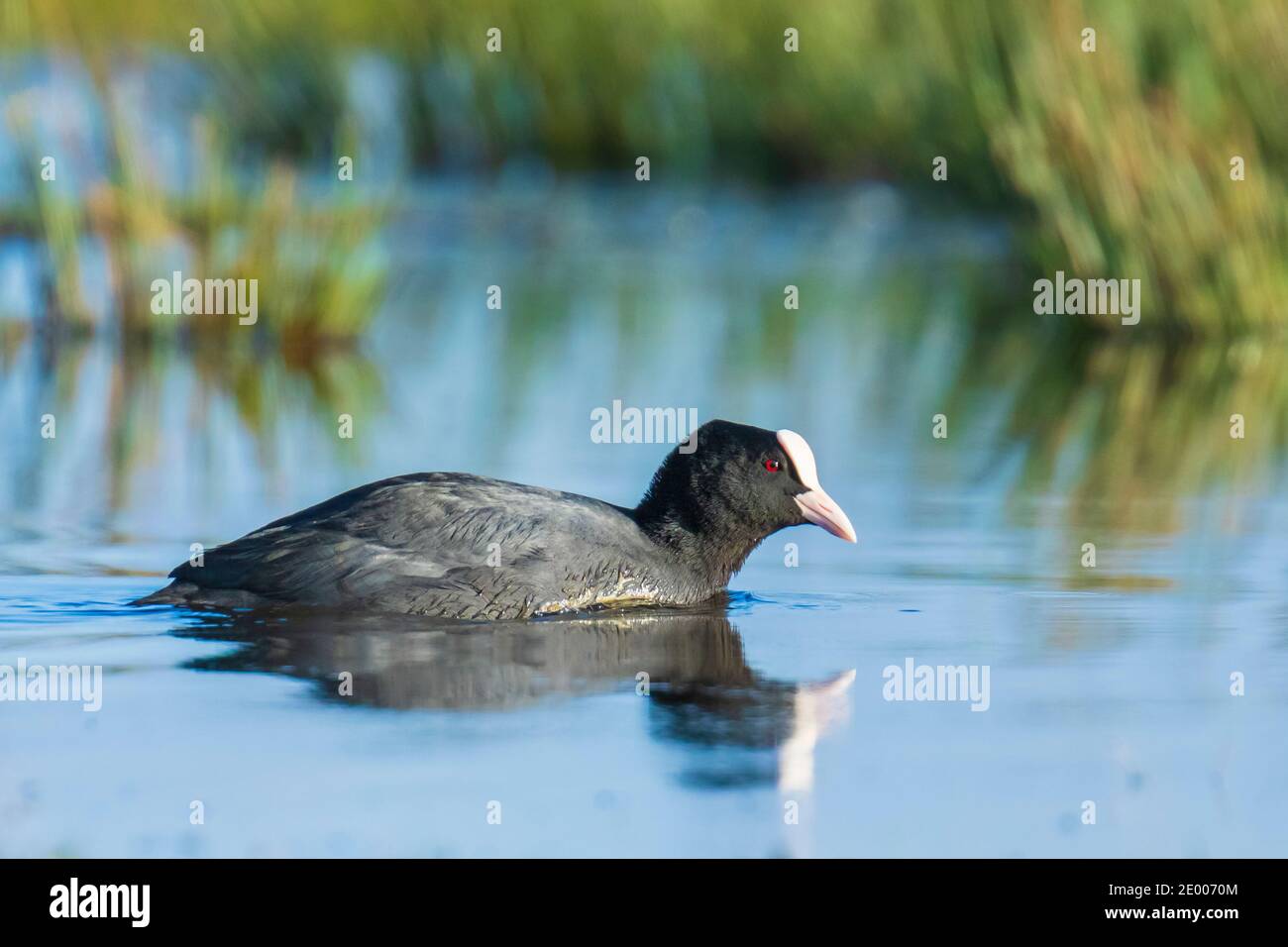 Faragona, Fulica atra, uccelli acquatici che invadano nelle zone umide. Punto di vista basso Foto Stock