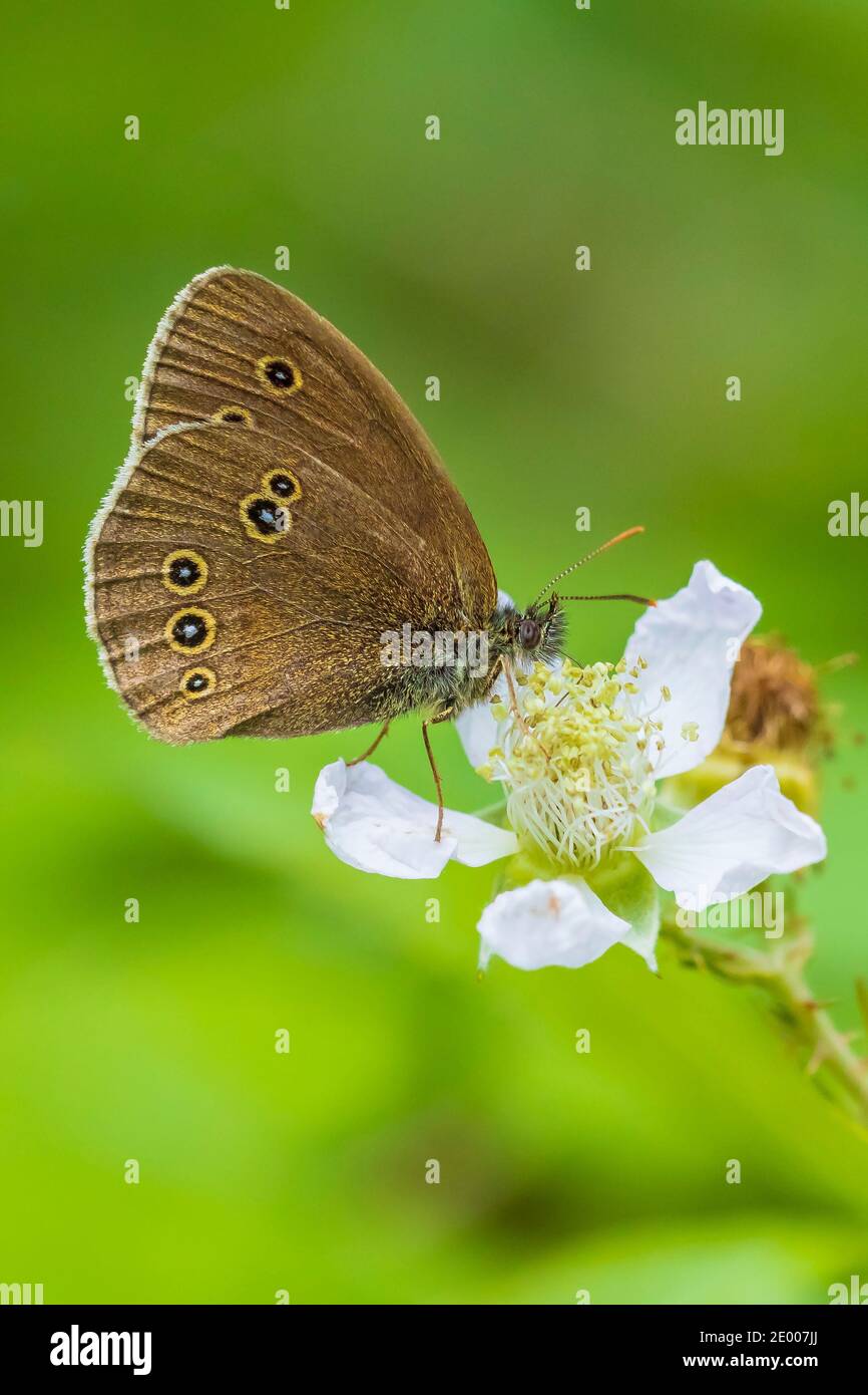 Primo piano di una farfalla di ringlet Aphantopus iperantus che riposa in un prato Foto Stock