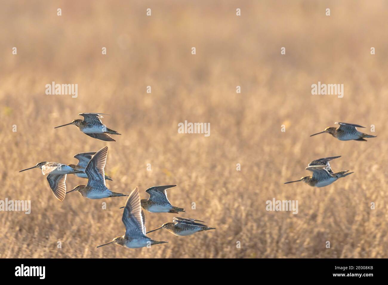 Cecchino comune Gallinago gallinago in volo sopra prateria. Foto Stock