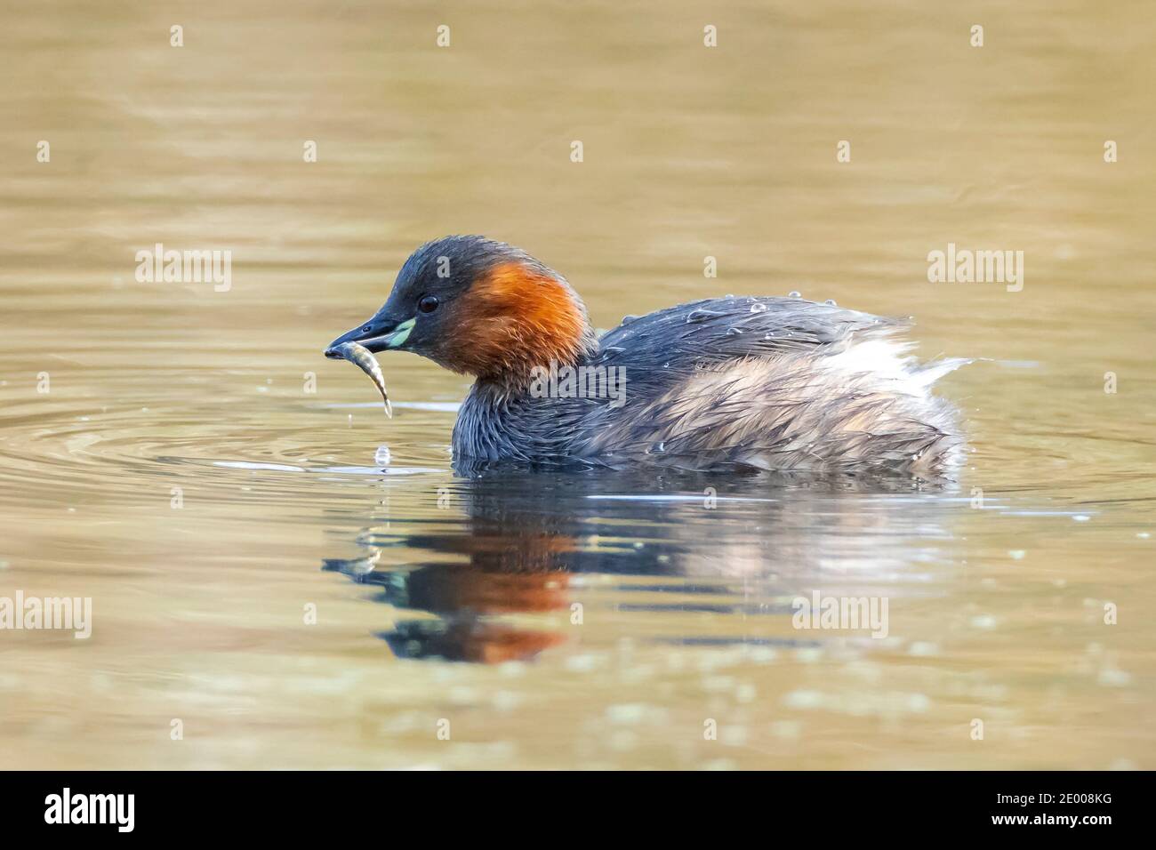 Primo piano di un piccolo grebe, Tachybaptus ruficollis, foraggio con pesce in becco Foto Stock