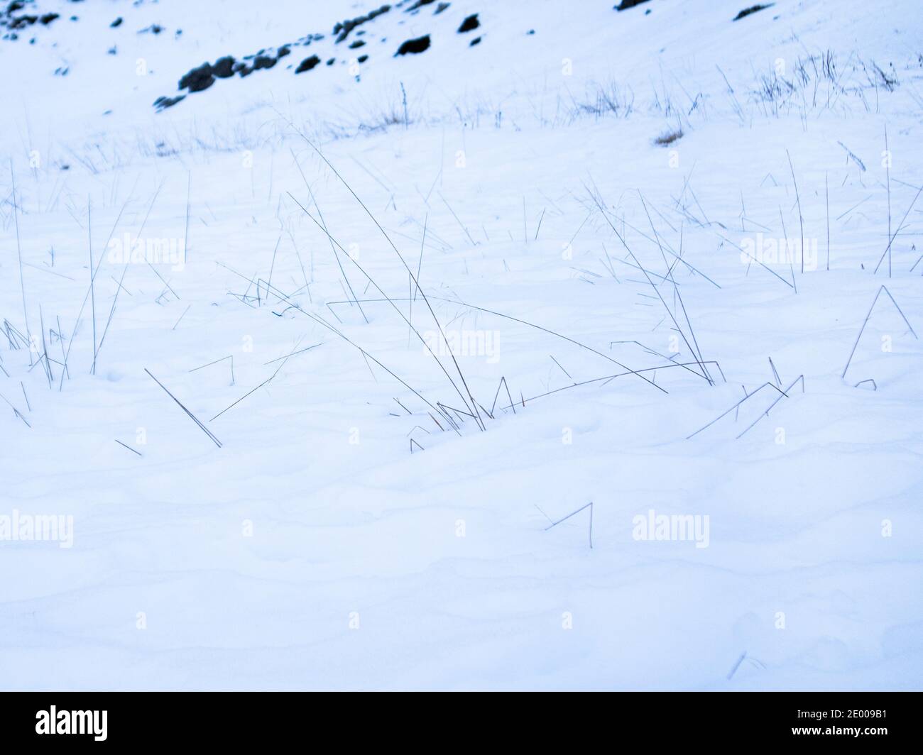 erba surgelata nella neve Foto Stock
