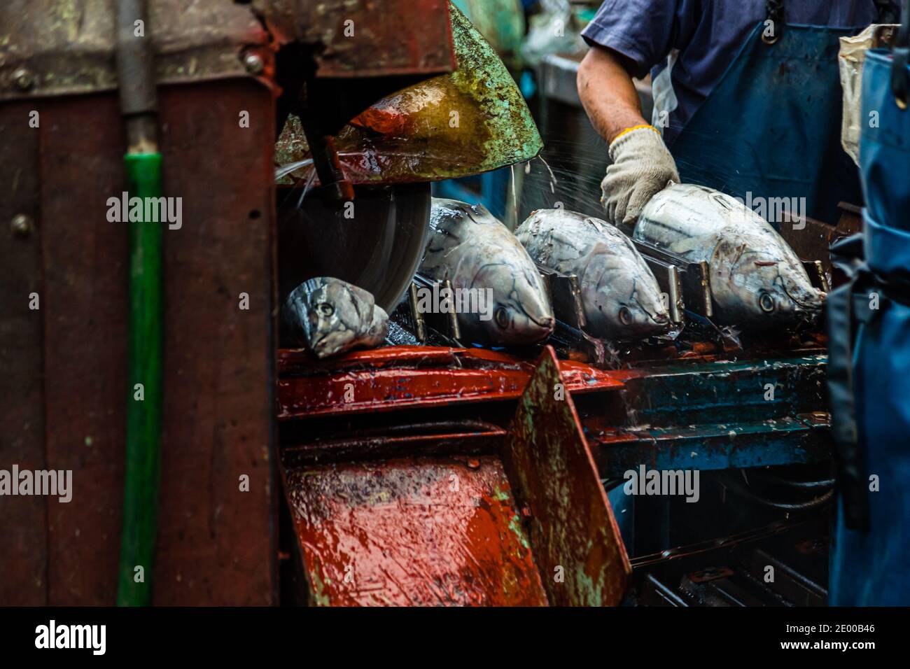 Una sega circolare taglia meccanicamente le teste di diversi boniti allineati nella fabbrica Kanesa katsuobushi, Nishiizu-Cho, Prefettura di Shizuoka, Giappone. Foto Stock