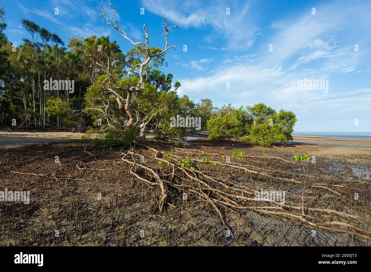 Le radici costiere delle mangrovie esposte sulla spiaggia di Poona, Fraser Coast Region, Queensland, QLD, Australia Foto Stock