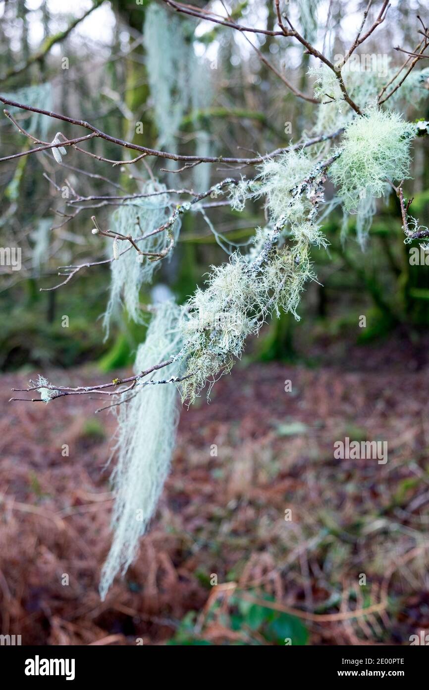 Usnea filipendula o dasopoga (dasypoga) lichen che cresce su rami di un albero in bosco in inverno Carmarthenshire Galles UK 2020 KATHY DEWITT Foto Stock