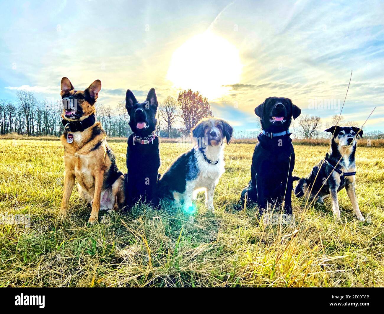 Foto contro il sole di cinque cani seduti su un campo. Foto Stock