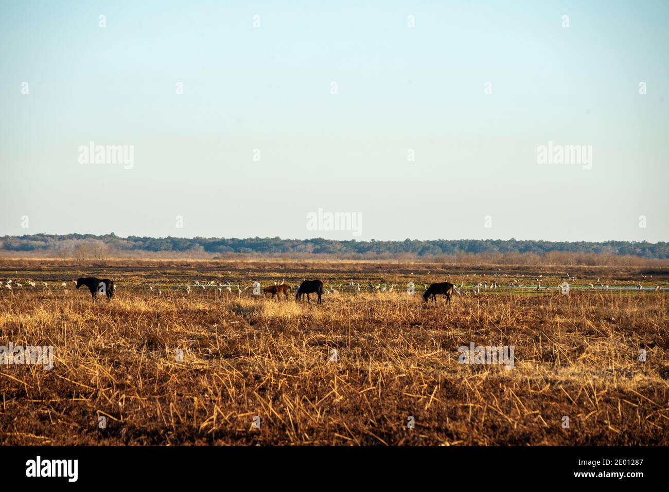Wild Horses al Paynes Prairie state Park a Gainesville, Florida Foto Stock