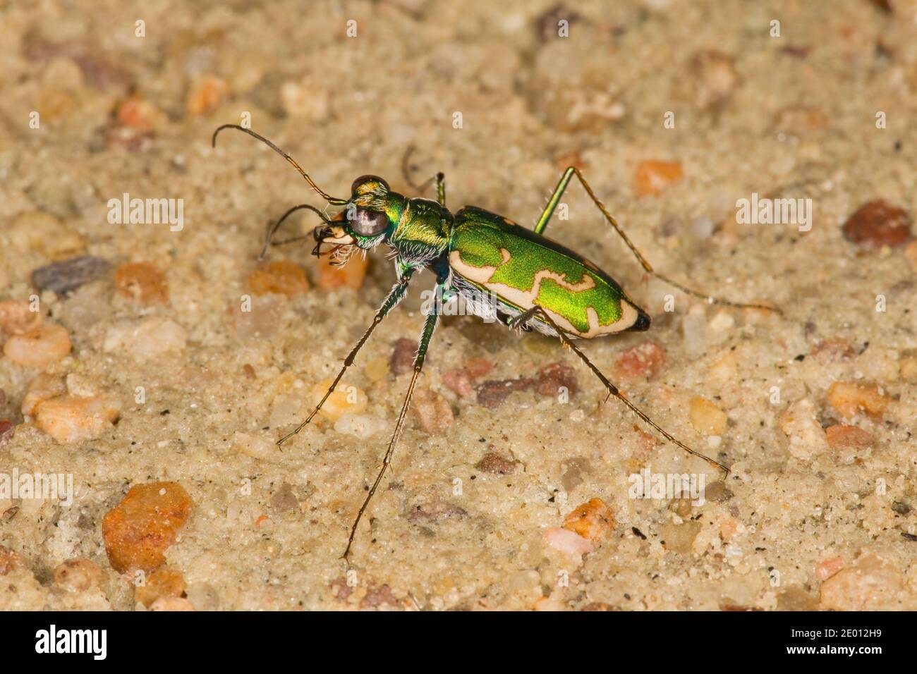 Aridland Tiger Beetle, Ellipsoptera marutha, Cicindelinae, Carabidae. Lunghezza 13.5 mm. Morph verde. Foto Stock