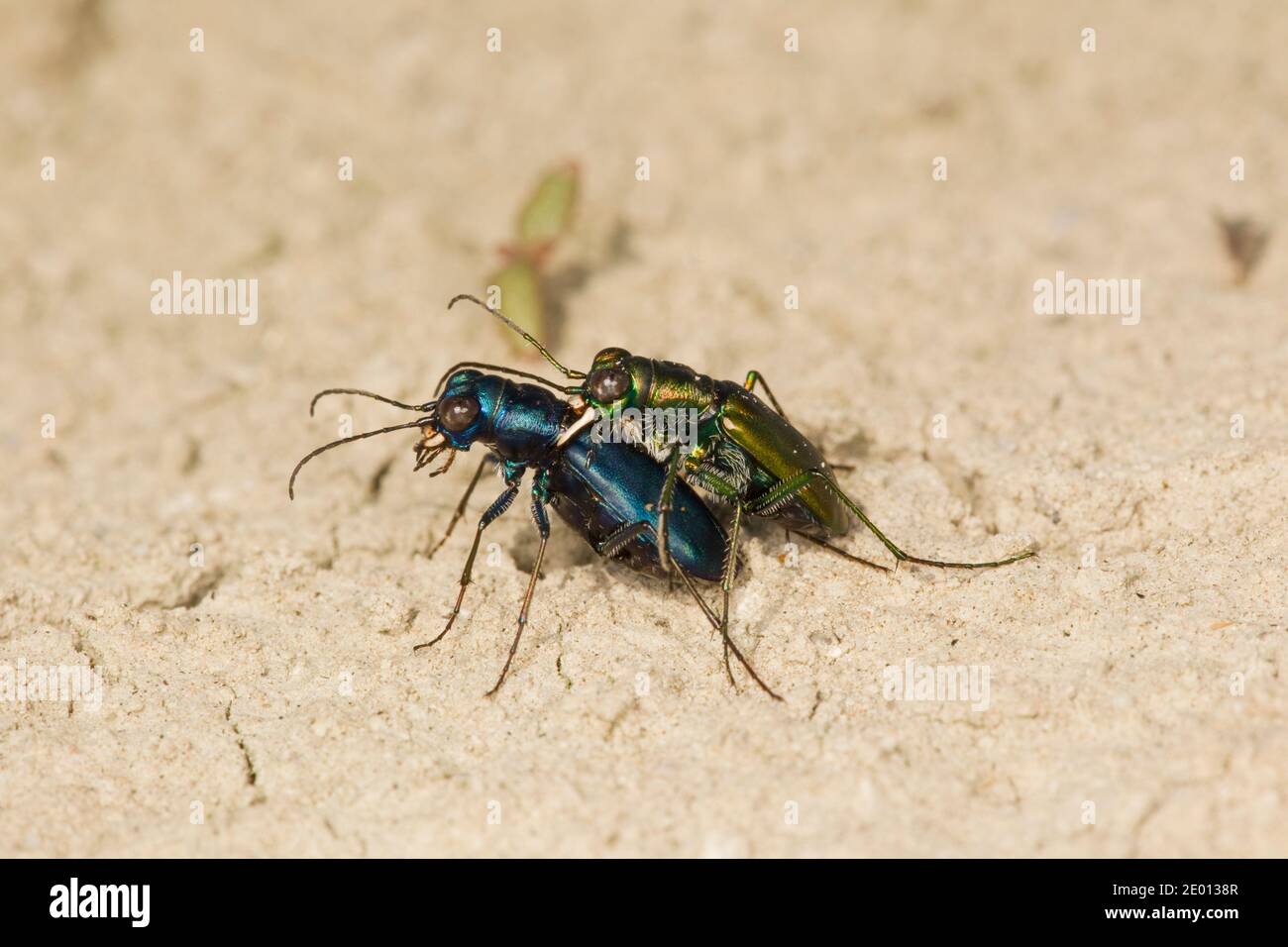 Black Sky Tiger Beetle accoppiamento maschio e femmina, Cicindelidia nigrocoerulea nigrocoerulea, Cicindelinae, Carabidae. Foto Stock