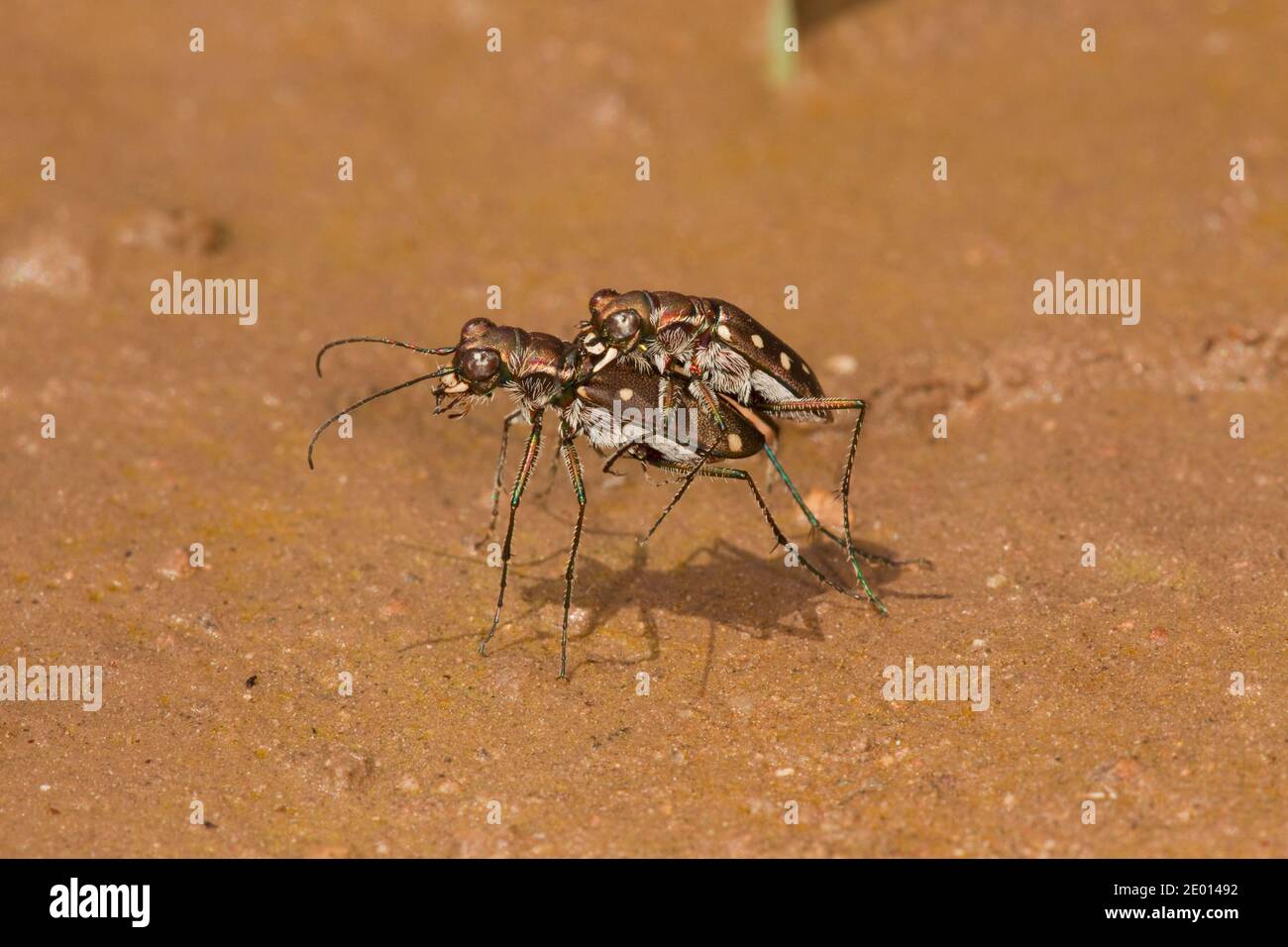 Tiger Beetle, accoppiamento maschio e femmina, Cicindelidia ocellata, Cicindelinae, Carabidae. Foto Stock