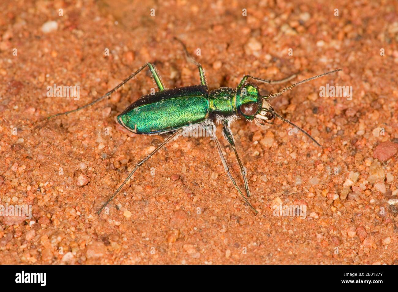 Tiger Beetle forato, Cicindelidia punctulata chihuahuae, Cicindelinae, Carabidae. Lunghezza 11.5 mm. Foto Stock