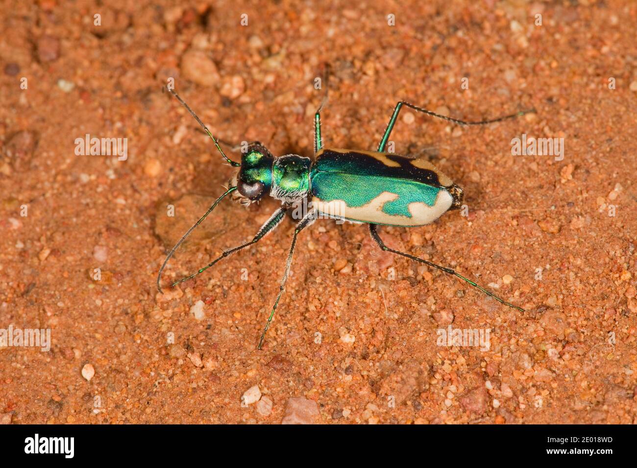 Tiger Beetle, Eunota fulgoris erroneamente, Cicindelinae, Carabidae. Lunghezza 13 mm. Foto Stock