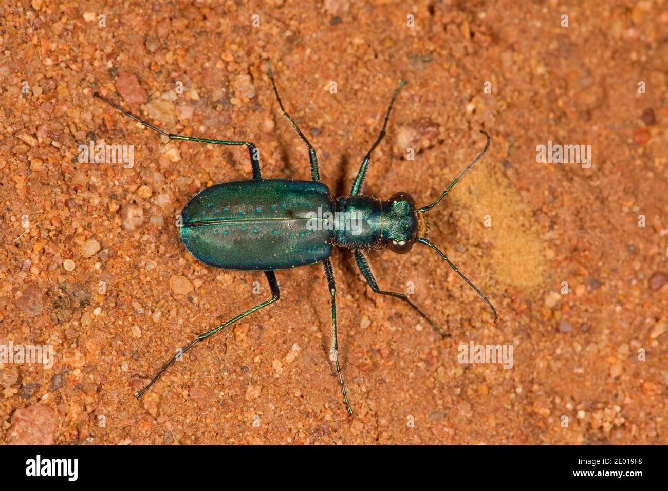Tiger Beetle, Cicindelidia nigrocoerulea nigrocoerulea, Cicindelinae, Carabidae. Lunghezza 13 mm. Labrum a 3 denti. Foto Stock
