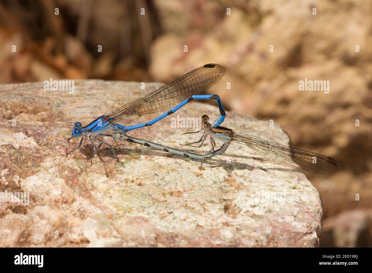 Sierra Madre Dancer Damselfly maschio e femmina in ruota, Argia lacrimans, Coenagridionidae. Foto Stock