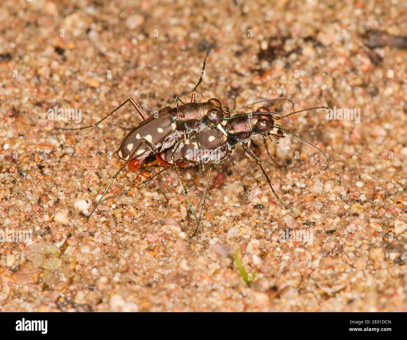 Western Red-belled Tiger Beetle accoppiamento maschio e femmina, Cicindelidia sedecimpunctata, Cicindelinae, Carabidae. Foto Stock