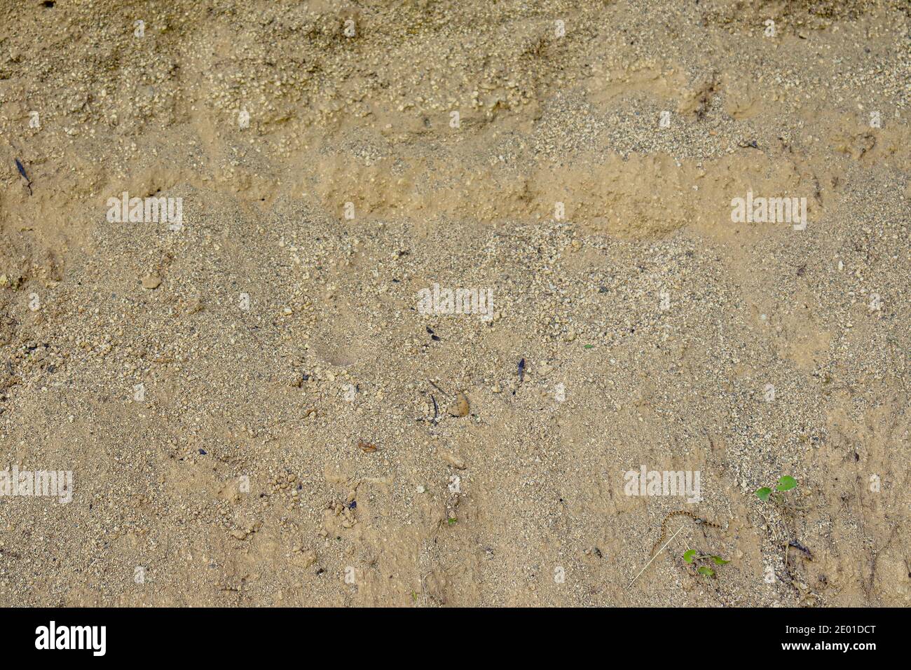 sabbia parete texture con radici di albero. Foto Stock