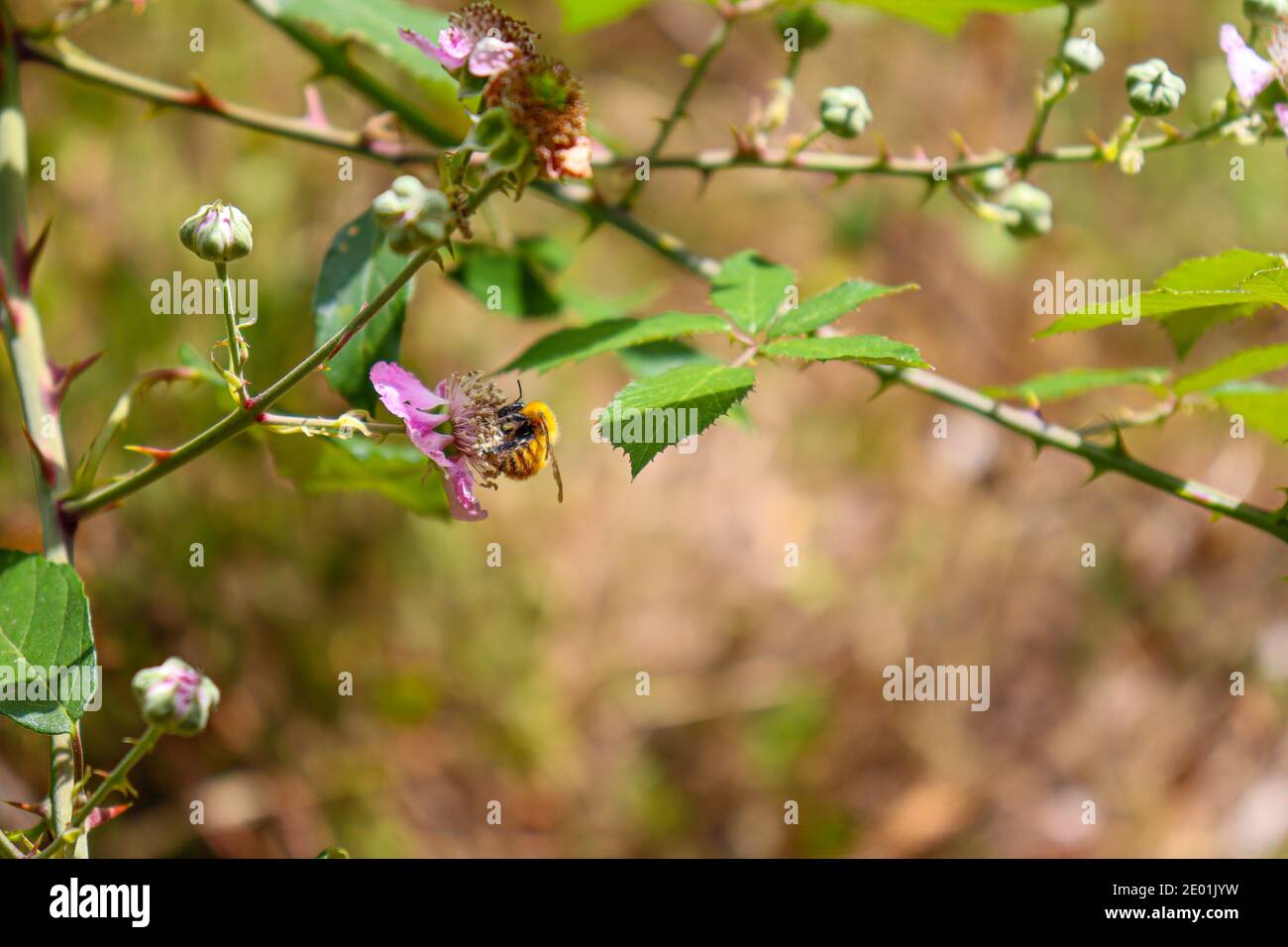rosa di montagna con fiori di api nei boschi. Foto Stock