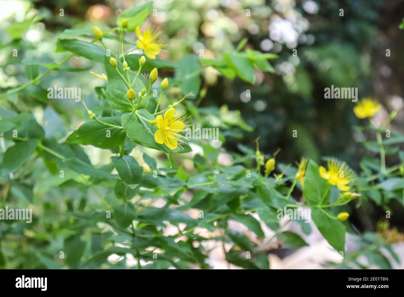 fiori gialli di montagna nei boschi. Foto Stock