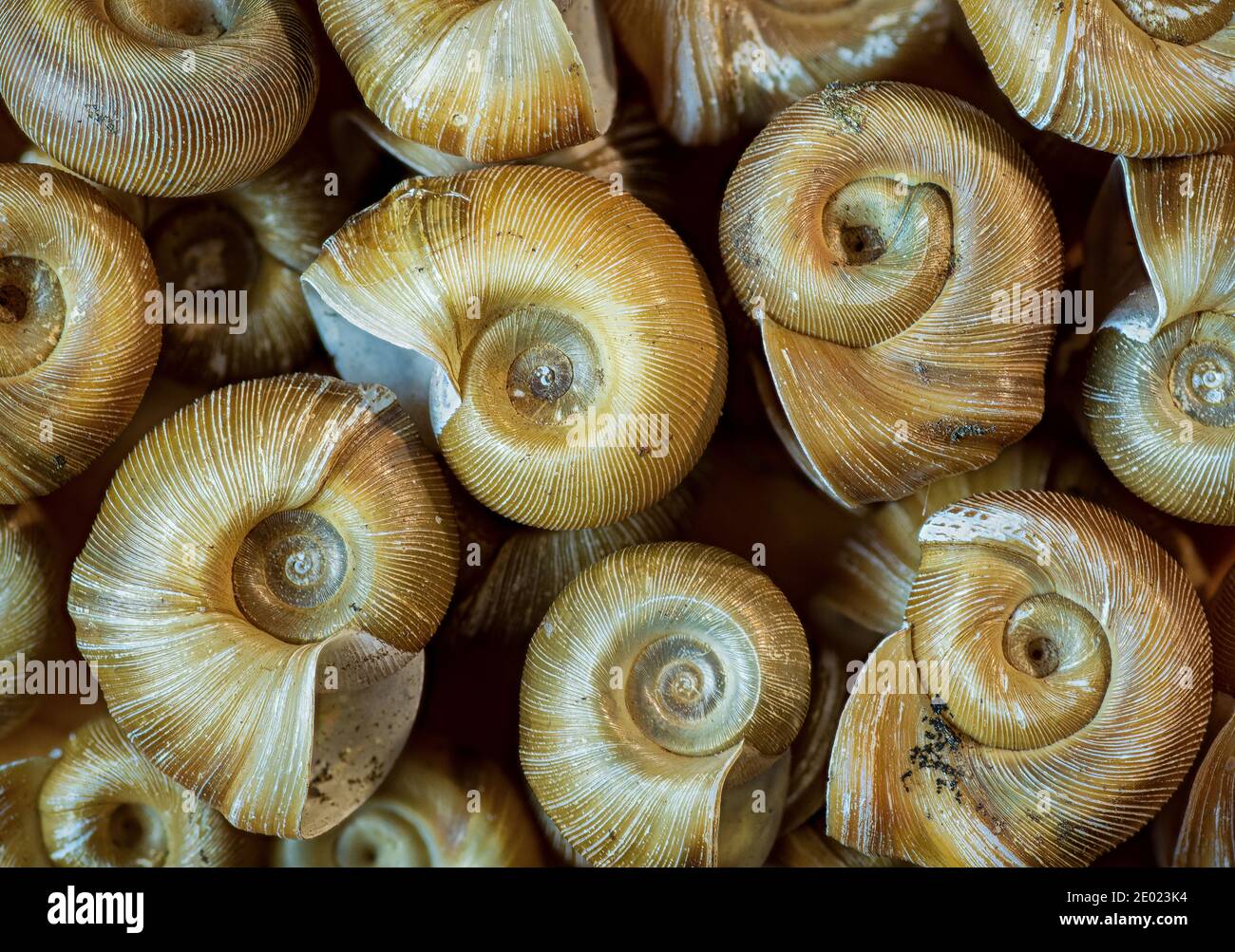 Conchiglie di lumache di ramshorn (famiglia Planorbidae), una specie di acqua dolce comune in stagni e acquari. Foto Stock