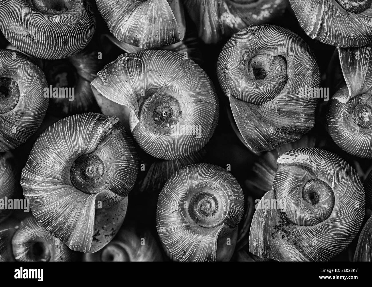 Conchiglie di lumache di ramshorn (famiglia Planorbidae), una specie di acqua dolce comune in stagni e acquari. Foto Stock