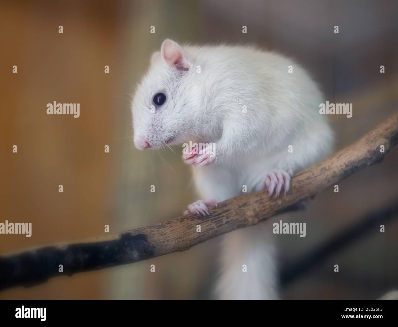 Scoiattolo albino bianco su un pezzo di legno. Foto Stock