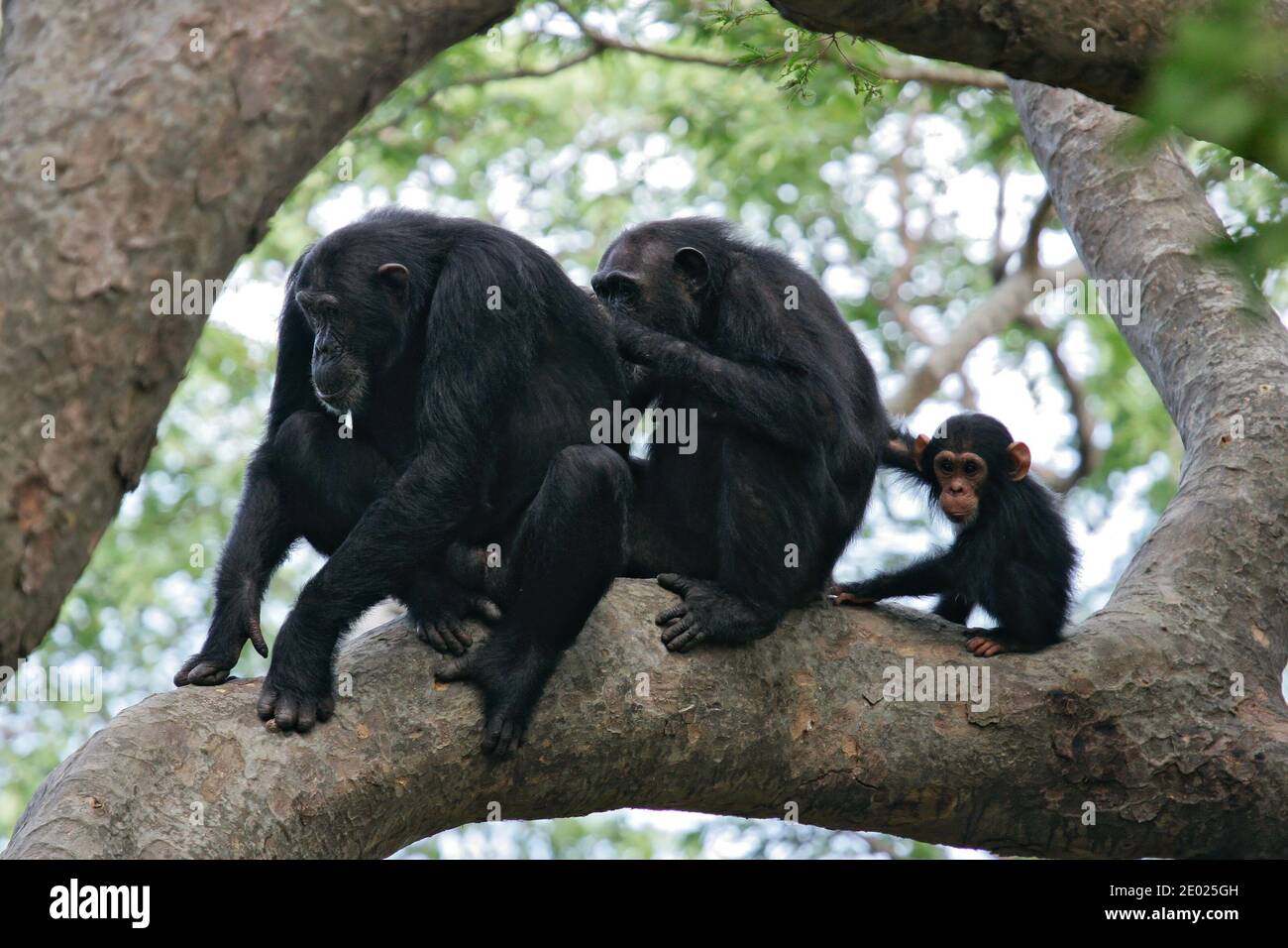 Scimpanzé orientale (Pan troglodytes schweinfurthii) maschio, femmina e giovane seduto insieme in un albero durante il sociale grooming, Gombe Stream National Pa Foto Stock